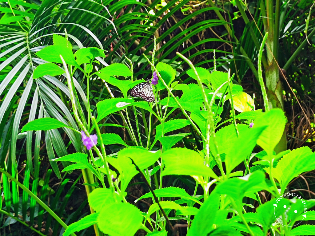 Jumalon Butterfly Sanctuary, Museum & Art Gallery: A portal to a world of winged&nbsp;beauties